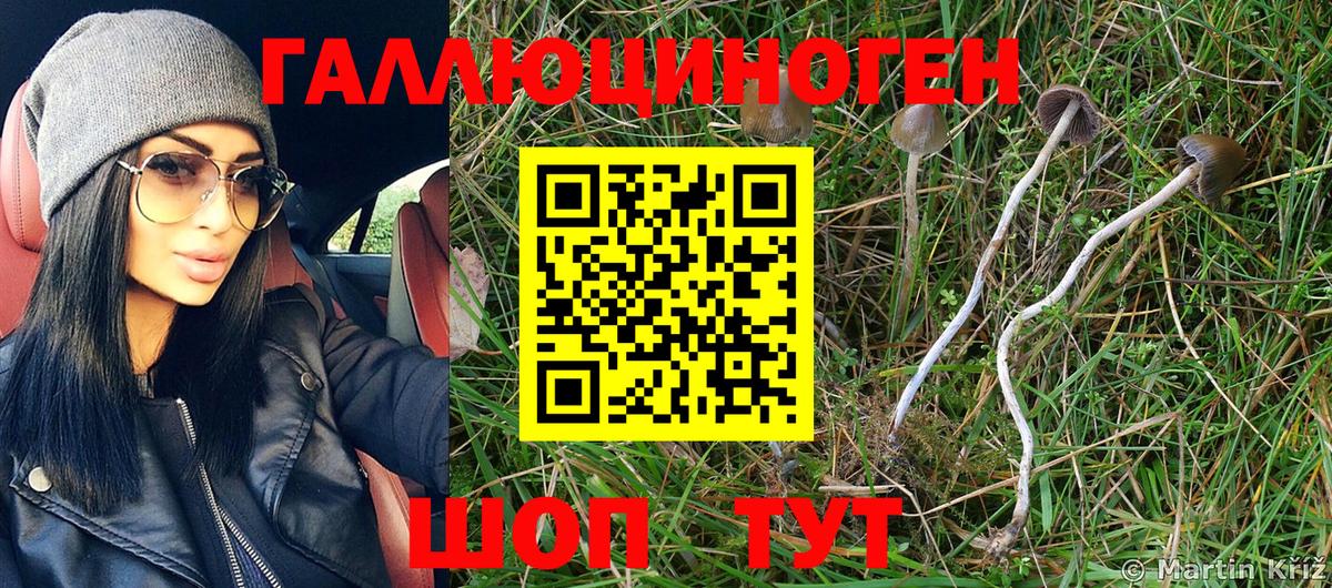 Псилоцибиновые грибы Cubensis  Лабинск  Псилоцибиновые грибы Psilocybe 